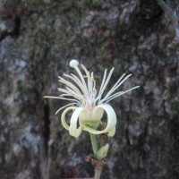 Alangium salviifolium (L.f.) Wangerin